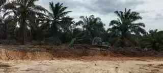 Disbunak Pelalawan Seru Warga Selektif Beli Lahan Untuk Perkebunan Kelapa Sawit