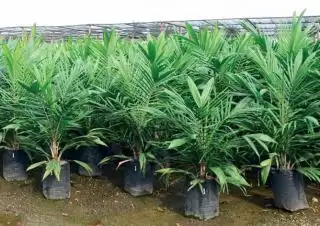 Bibit Dan Pupuk Palsu Beredar, Petani Sawit Desak Pemerintah Berperan Aktif