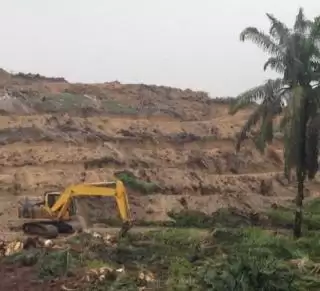 2023, Seluas 550 Hektar Sawit Swadaya di Pessel Ikut Program PSR