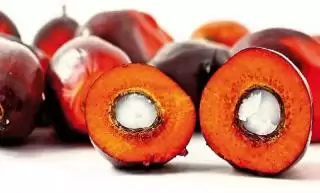 Harga CPO Tetap Melesat 4 Persen Walau Dihantui Ramalan Buruk