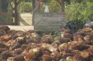 Di Bangka Satu Perusahaan Turunkan Harga TBS Sawit, Kok Bisa