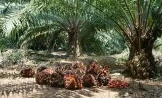 Sosialisasi Self-Reporting, Satgas TKKS Bertemu Kepala Daerah se Riau