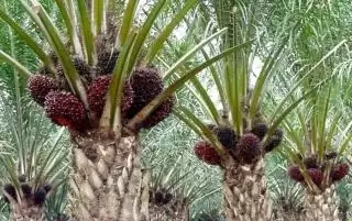 Disbun Riau Masih di Kasta Tertinggi Penetapan Harga TBS Kelapa Sawit