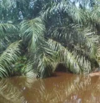 Tanaman Sawit Masih Kecil Terendam Air, Ini Dampaknya