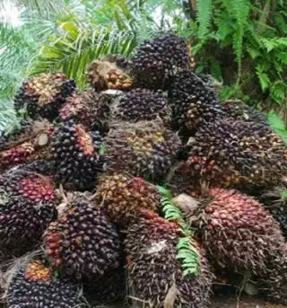 Sektor Kelapa Sawit 'Tulang Punggung' Penerimaan Pajak di Riau