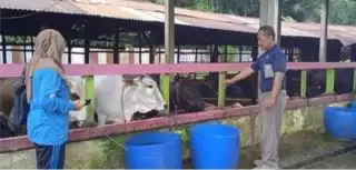 Merger Sawit dan Sapi Semua Bermanfaat dan Bernilai Ekonomi