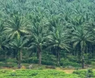 Dukung PSR, Pemkab Agam Kejar Target 500 STDB 2023 Ini