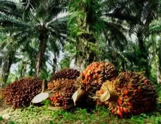 Kelapa Sawit Sumbang Rp600 Triliun Devisa Negara Tahun 2022