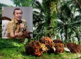 Menaruh Asa Pacu Pembangunan Terbitnya PP DBH Sawit