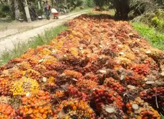 Sabar, Permenkeu Terbit Baru DBH Kelapa Sawit Cair Untuk Riau