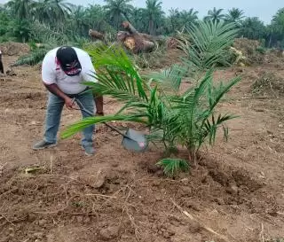 Petani Sawit Banyak Butuh 'Subsidi' Dari Pemerintah Lantaran Tidak Kaya