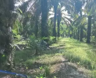 Pakai Teknologi Kembangkan Industri Sawit Tapi Tanpa Perluasan Lahan