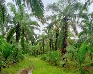 Kita Punya PalmCo, Indonesia Siap Saingi Perusahaan Sawit Terbesar di Asia