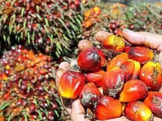 Mantap! Brondolan Kelapa Sawit Dari Mukomuko Dijual Hingga Sumut