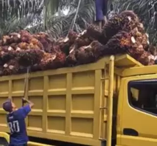 Siap-siap, DBH Kelapa Sawit Turun 2024, Dewan: Mesti Jelas Alasannya