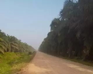 Putusan MK 'Plin Plan' Bikin 'Carut Marut' Lahan Kelapa Sawit