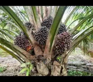 Gulirkan Plasma, Perusahaan Ini Ciptakan Dampak Ganda Kehidupan Petani Sawit