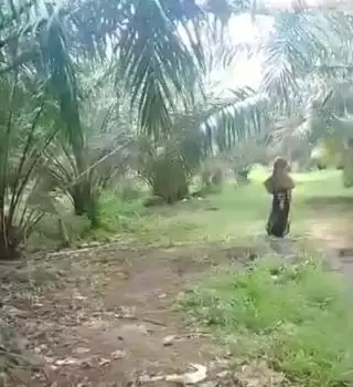 Perkebunan Sawit Sangat Luas, Ini Impian Masyarakat Kabupaten Paser