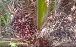 Harga 'Emas Hijau' Naik Rp22,71 Per Kilogram Hingga Penghujung Agustus di Kaltim