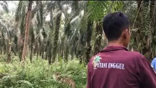 Produksi Sawit Tua 2,7 Ton Sekali Panen. Ini Hasilnya...