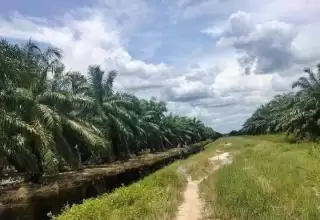 Anak Petani Lulusan Beasiswa BPDPKS Balik Kampung Kembangkan Industri Sawit