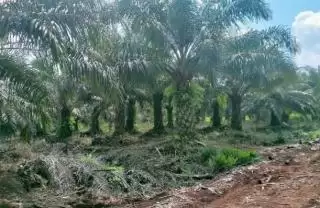Tunggu Rekomtek Baru Program PSR Seluas 500 Hektar Kebun Sawit di Konawe Selatan