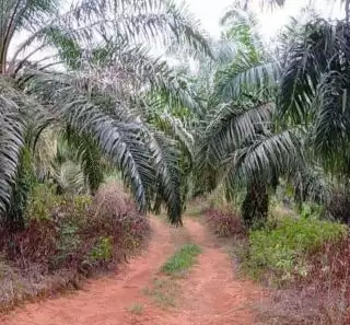 Di Bengkulu Masih Tinggi Kemiskinan Meski Terkenal Penghasil Sawit
