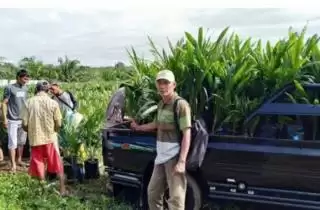Bibit Sawit Unggul Bersubsidi Paling Digandrungi Stok Ditambah 2024