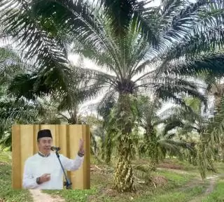 Wow, Jatah DBH Kelapa Sawit Provinsi Riau Rp83,13 Miliar