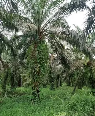 Dirut Sawit Wacth: Itu Abaikan Proses Penegakan Hukum