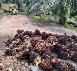 Harga Sawit Swadaya Dibeli Bervariasi Lebih Murah Dari Penetapan Disbun Sumut