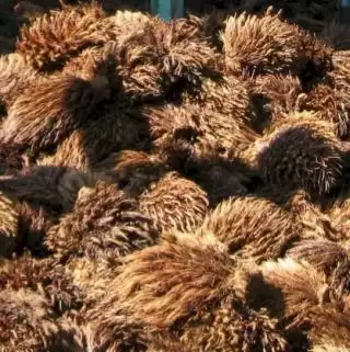 TKKS Melimpah Bisa Sumber Energi Terbarukan Penggunaan Belum Optimal