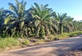 BPDPKS Biayai STDB dan ISPO,  Aspekpir Kalbar: Jangan Sekadar Wacana