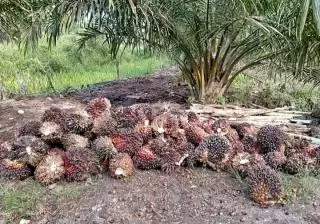 Malaysia Gandakan Ekspor Minyak Sawit ke Cina Imbangi Upaya Uni Eropa