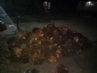 Harga Baru Referensi CPO di Bulan Baru Menguat 3,57 Persen