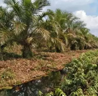 DBH Kelapa Sawit Tidak Cair Tahun ini, Hanguskah!