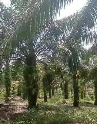 Musim Kemarau Bikin Buah Sawit Telat Matang, Ini Penyebabnya