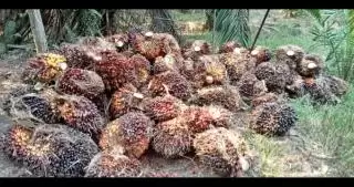 Pacu Penerbitan STDB, Disbun Kukar Pressure Penggunaan Bibit Sawit Palsu