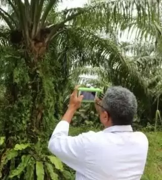 Versi Anyar Sensor Pendeteksi Kematangan Buah Sawit Buatan Akademisi Unand