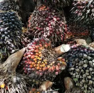 Berkat Program di Zaman Pak Harto Ekonomi Petani Terdongkrak di Inhu