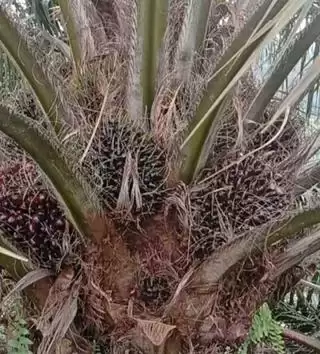 Musim Kemarau Bikin Berat TBS Sawit Ringan, Kok Bisa!