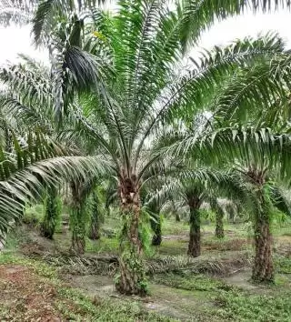 Berkah Program PSR, Petani Aceh Tamiang: Sawit Kami Bak Punya Perusahaan