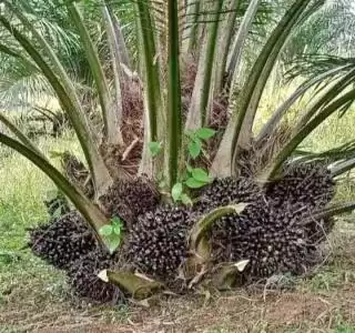 Kelapa Sawit Dalam Kawasan Hutan, KLHK: Perusahaan Sudah Urus Izin 90 Persen