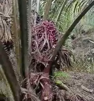 Harga Referensi CPO Naik November 2023, Ini Pemicunya