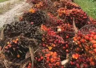 Harga Sawit Mitra Plasma Naik Rp34,28 Per Kilogram Pekan Ini di Riau