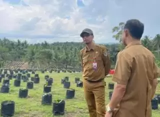 Siapkan 50 Ribu Bibit Unggul, Disbun Kaltim Dorong Produktivitas Kebun Rakyat