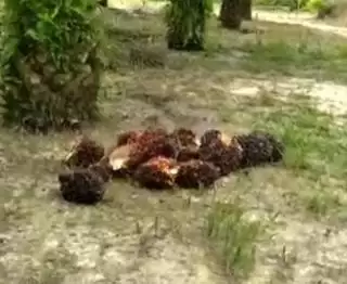 Harga Sawit Mitra Plasma Riau Naik Rp44,82 Per Kilogram Pekan Ini