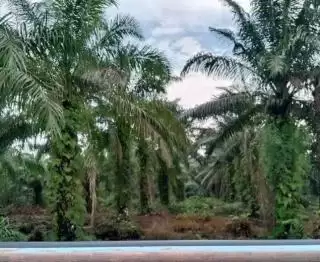 Kementan: Target PSR Seluas 180 Ribu Hektar Per Tahun di 21 Provinsi Sentra Sawit