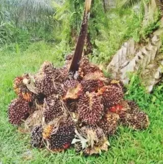 Harga CPO Naik 0,22 Persen, Ini Faktor Pengungkit Kenaikan Referensi CPO