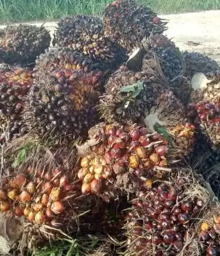 Pertamina Lirik Riau Market Potensial Lantaran Sentra Perkebunan Sawit